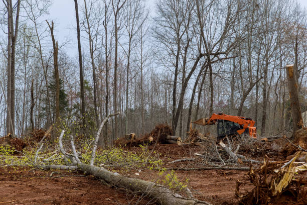 Professional Tree Care in Bonneauville, PA