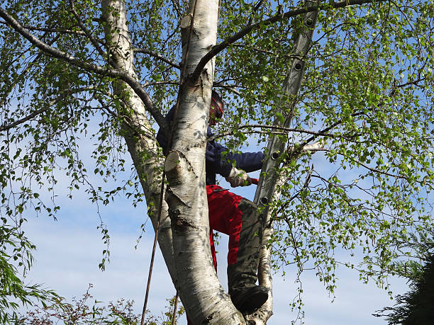 How Our Tree Care Process Works  in  Bonneauville, PA